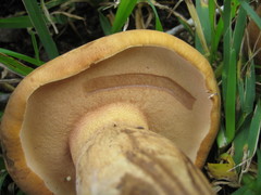Tylopilus tabacinus