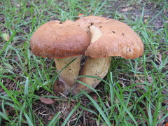 Tylopilus tabacinus