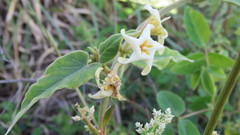 Philibertia latiflora