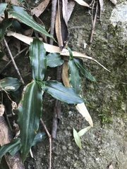 Aneilema acuminatum