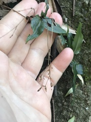 Aneilema acuminatum
