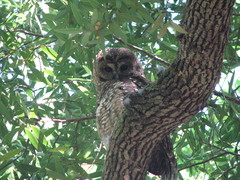Strix occidentalis caurina