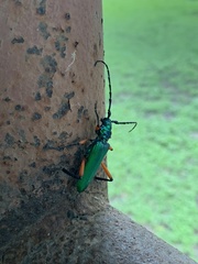 Plinthocoelium suaveolens