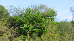 Vasconcellea quercifolia