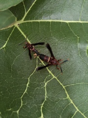 Vitacea polistiformis