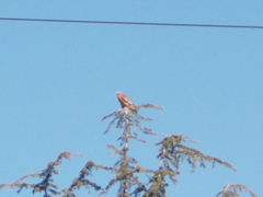 Buteo lineatus