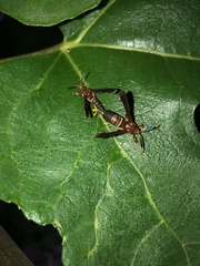 Vitacea polistiformis