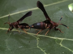 Vitacea polistiformis