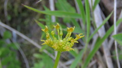 Malaxis padilliana