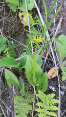 Malaxis padilliana