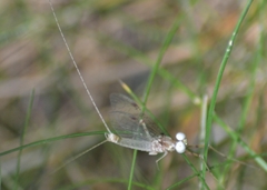 Maccaffertium modestum