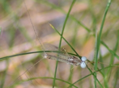 Maccaffertium modestum
