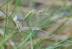 Maccaffertium modestum