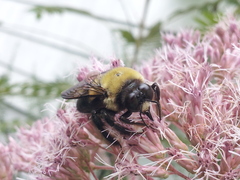 Xylocopa virginica