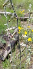 Silene scouleri