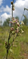 Silene scouleri