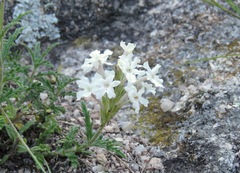 Glandularia platensis