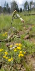 Silene scouleri
