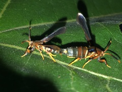 Vitacea polistiformis