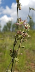 Silene scouleri