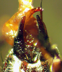 Tachinus picipes