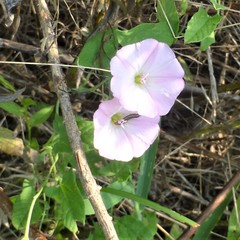 Convolvulus arvensis