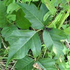 Toxicodendron radicans