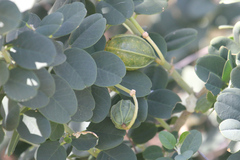 Capparis nummularia