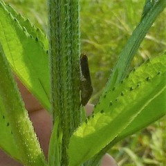 Homalodisca vitripennis