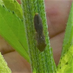 Homalodisca vitripennis