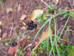 Juncus falcatus sitchensis