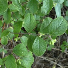 Symphoricarpos orbiculatus