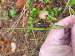 Juncus falcatus sitchensis