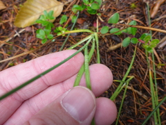 Juncus falcatus sitchensis