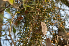 Ephedra tweedieana