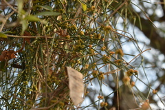 Ephedra tweedieana