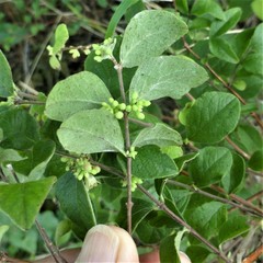 Symphoricarpos orbiculatus