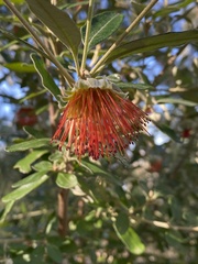Diplolaena dampieri