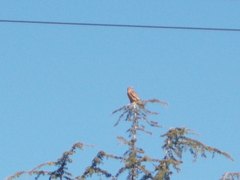 Buteo lineatus