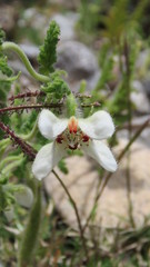 Caiophora cernua