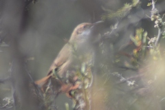 Tarphonomus certhioides