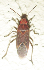 Boisea fulcrata fulcrata