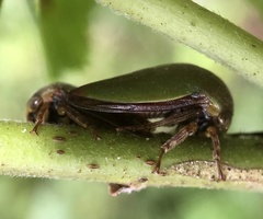 Hebetica sylviae