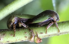 Hebetica sylviae