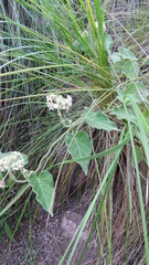 Philibertia tomentosa