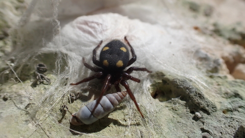 Five-spotted star-web spider, Rouet, France, photo 8 of 10