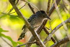 Thamnophilus pelzelni