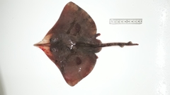 Dipturus chilensis