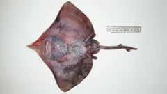 Dipturus chilensis