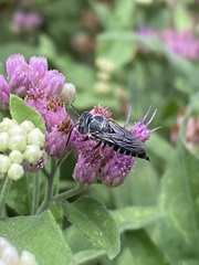 Coelioxys octodentatus